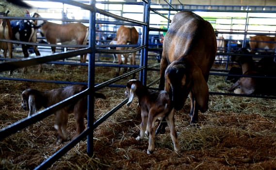 salvador, bahia / brazil - december 2, 2016: Goat rearing is seen in the Salvador City Exhibition Park during during farming exhibition.