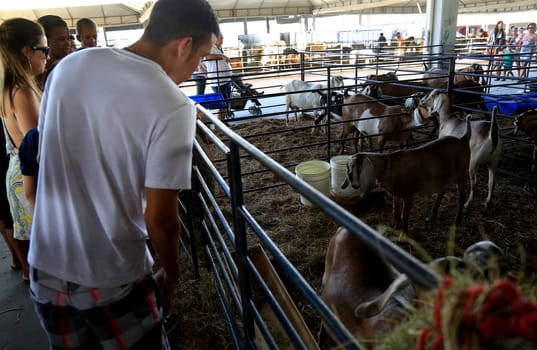 salvador, bahia / brazil - december 2, 2016: Goat rearing is seen in the Salvador City Exhibition Park during during farming exhibition.
