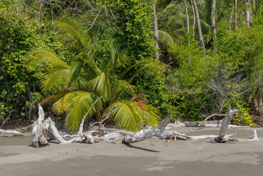 tropical beach on the cebaco island, Panama