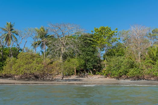 tropical beach on the cebaco island, Panama