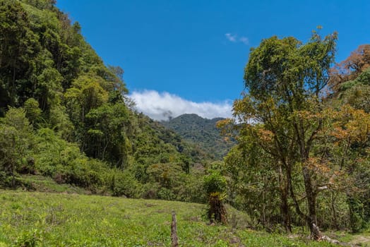 tropical cloud forest in Baru Volcano National Park, Panama