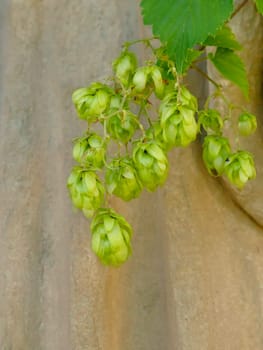 hops with ripe cones in summer