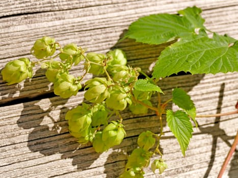 hops with ripe cones in summer