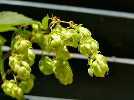 hops with ripe cones in summer
