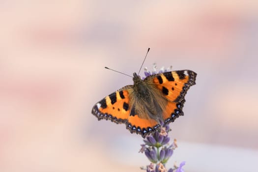 Small beautiful butterfly tortoiseshell (Aglais urticae) on lavender. Europe, Czech Republic wildlife