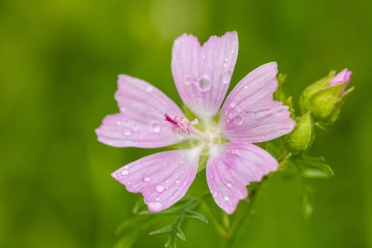blooming wild pink flower musk mallow (Malva alcea, cut-leaved mallow, vervain mallow or hollyhock mallow) in summer meadow, Europe, Czech Rpeublic