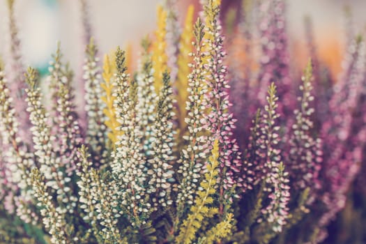 flowers field Calluna vulgaris. Small pink and white lilac petal plants, soft background. shallow depth of field, Czech Republic
