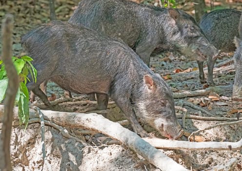 White Lipped Peccary Feeding at a Salt Lick in the Amazon Rain Forest Near Alta Floresta, Brazil