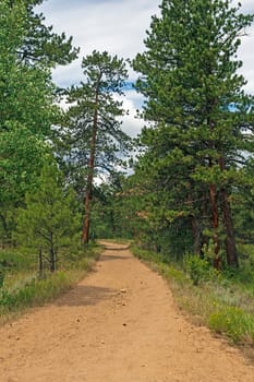 Hiking Trail in the Mountain Pines in Rocky Mountain National Park in Colorado