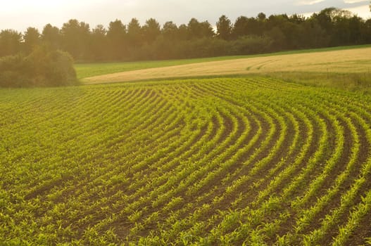 Corn field in Brittany