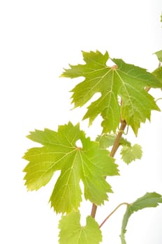 Vine leaves on a white background