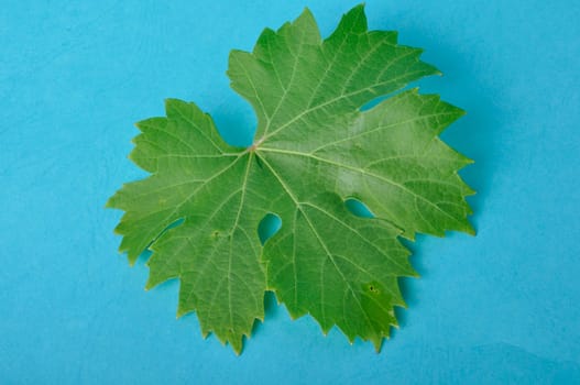 Vine leaves on a blue background