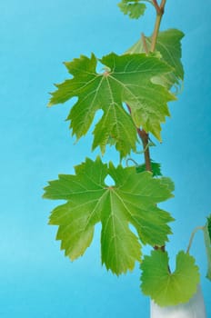 Vine leaves on a blue background