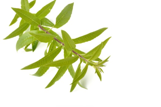 Lemon verbena on a white background