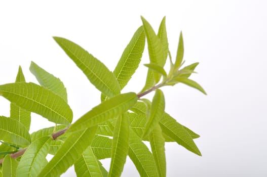 Lemon verbena on a white background