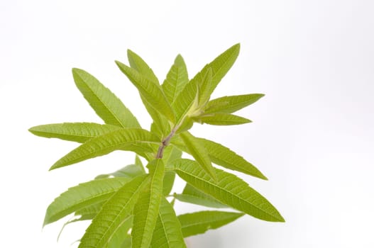 Lemon verbena on a white background