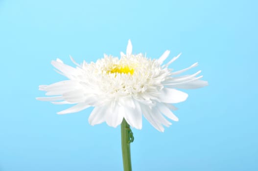 Callistephus on a blue background