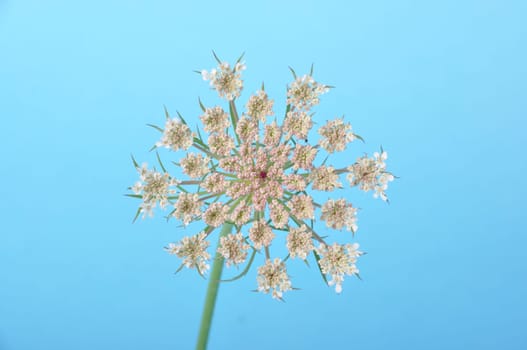 Wild carrot flower on blue background