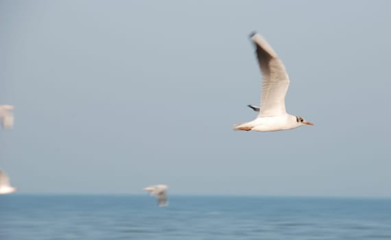 Flock of seagulls on the beach