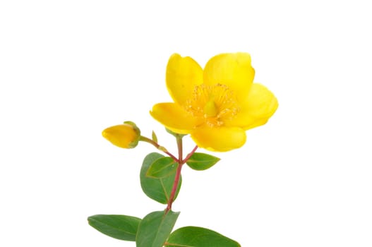 Ornamental St. John's Wort on a white background