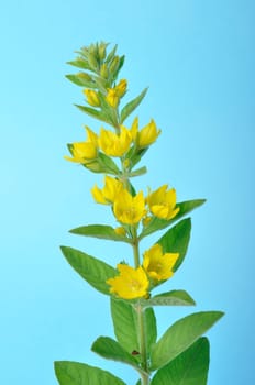 Lysimachus on a blue background