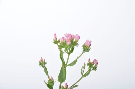 Centaury on a white background