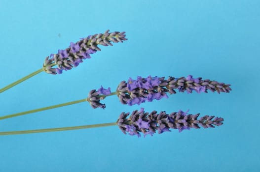 lavender in bloom on a blue background