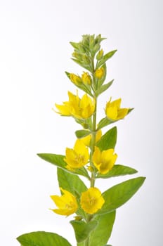 Lysimachus on a white background