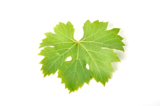 Vine leaves on a white background