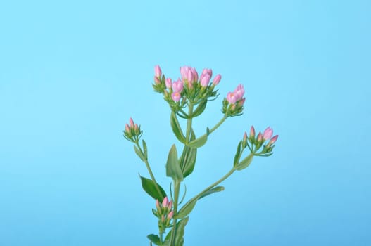 Centaury on a blue background
