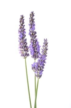 lavender in bloom on white background
