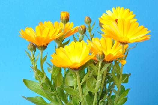 Calendula officinalis