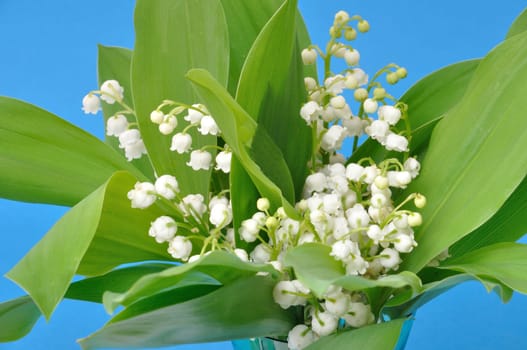 lily of the valley