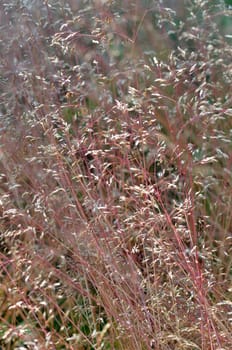 Dry grasses