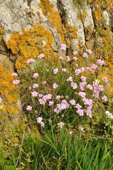 Armeria maritima pink sea growing on a cliff
