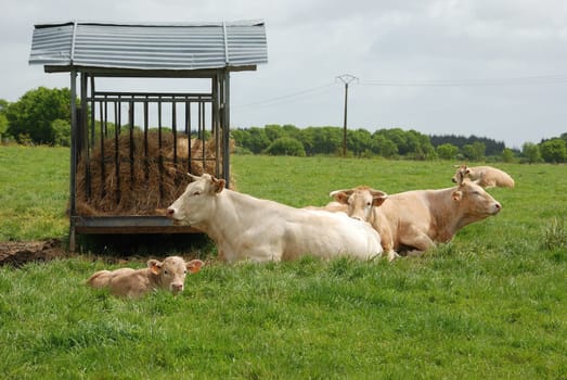 Cows in meadows