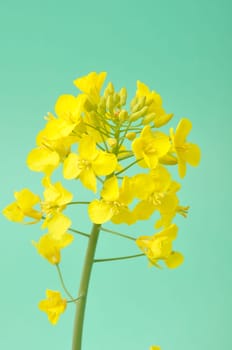 Flower of rape