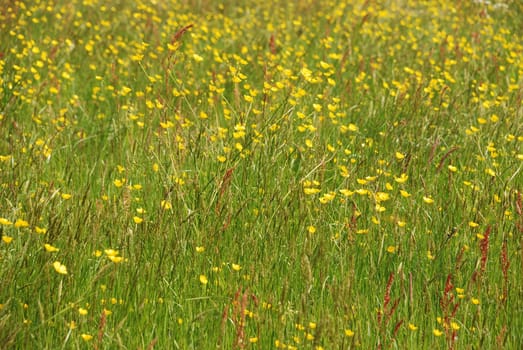 Meadow
