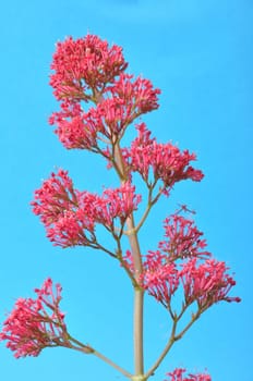 valerian blossoms