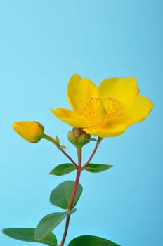 Ornamental St. John's Wort on a blue background