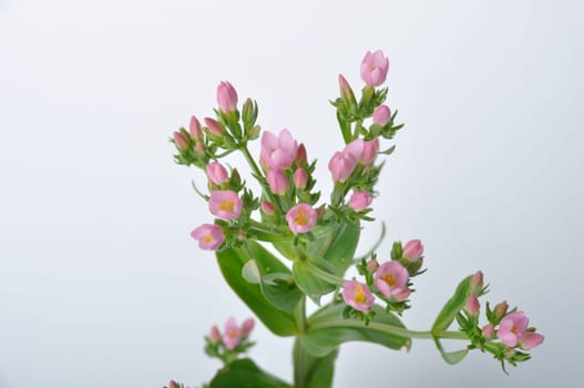 Centaury on a white background