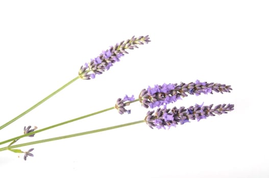 lavender in bloom on white background
