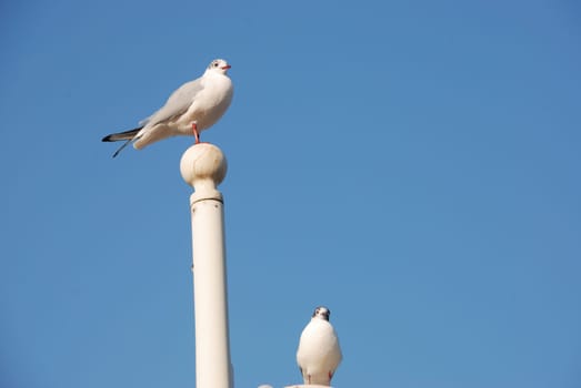 Seagulls on a pole
