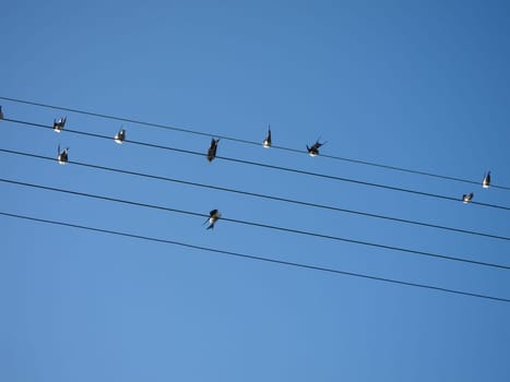 Swallows perched on a telephone wire