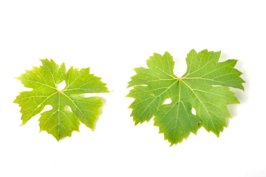 Vine leaves on a white background