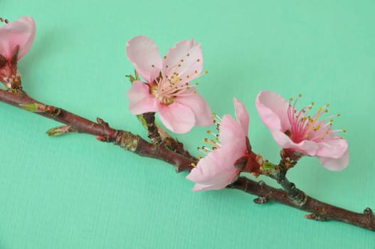 Peach Blossom, Studio shot
