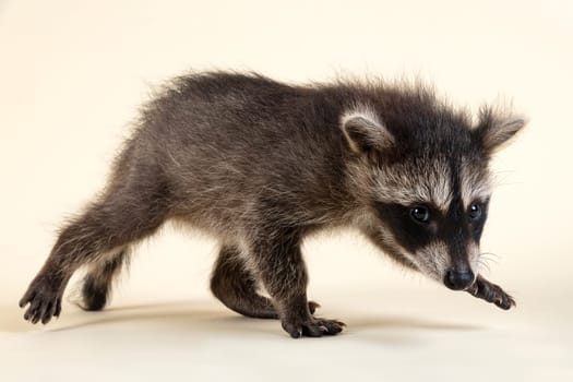 Raccoon (Procyon lotor),running and looking at the viewer,cub,captive,8 weeks,studio shot