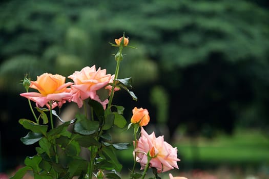 Rose buds and blossoms against blurry background at Flower Show at Lalbagh Botanical Garden in Bengaluru, Karnataka, India, Asia
