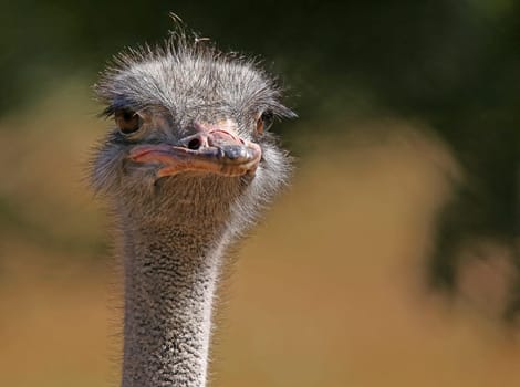 African ostrich Struthio camelus