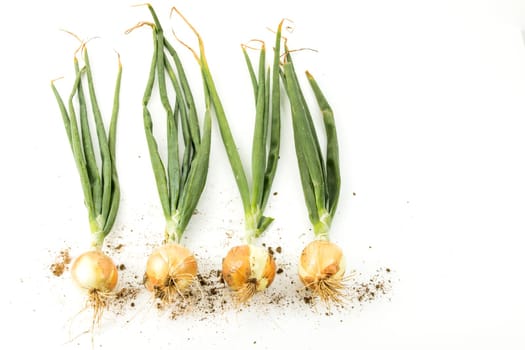 onions